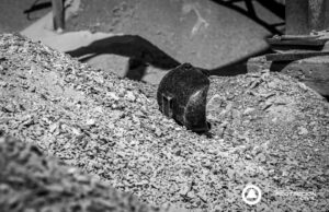 Fallece trabajador en planta de arena en El Conejo, El Marques 🚨🚓