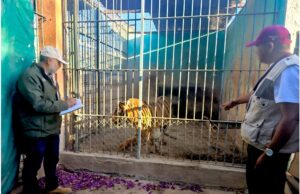 Profepa visita zoológico Wameru de Querétaro