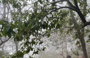 Controlado en 95% incendio forestal en El Madroño