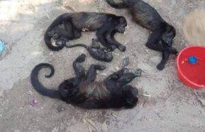 Ola de calor deja 78 monos muertos