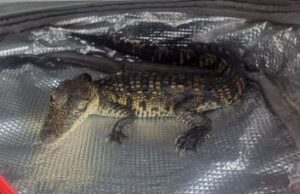 Detienen a sujeto por posesión de especie protegida en BQ