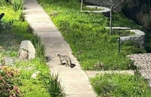 Aparecen Zorros en Zibata