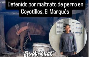 Rescatan a can de maltratos en Coyotillos