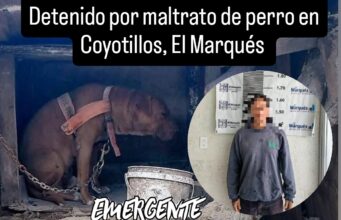 Rescatan a can de maltratos en Coyotillos