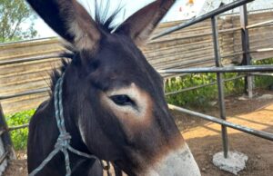 Rescatan a burrito lesionado en Tierra Blanca