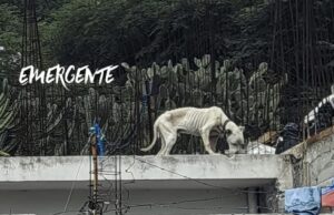 Rescatan a perros maltratados en la capital queretana