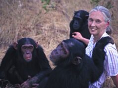 Murió Jane Goodall a los 91 años, la mensajera de paz