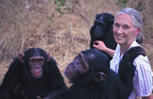 Murió Jane Goodall a los 91 años, la mensajera de paz