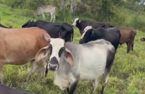 Detectan gusano Barrenador en Ezequiel Montes