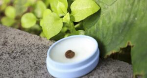 Pulpa de café para el cuidado facial, propuesta cosmética de estudiante UAQ