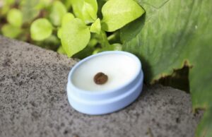 Pulpa de café para el cuidado facial, propuesta cosmética de estudiante UAQ