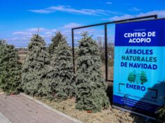 Inicia colecta de árboles de navidad en El Márques