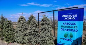 Inicia colecta de árboles de navidad en El Márques