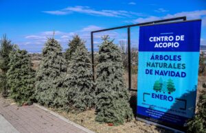 Inicia colecta de árboles de navidad en El Márques