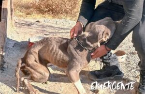 Rescatan a perrito por maltrato animal en El Márques