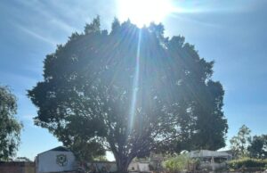 Municipio de Querétaro atiende posible afectación a árbol en Las Teresas