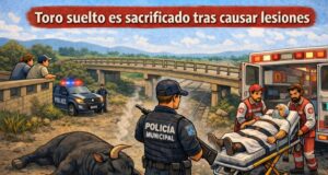 Toro suelto en Pedro Escobedo