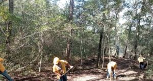 Colocan brechas corta fuegos en Amealco y Jalpan