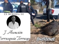 Confirman fallecimiento del Sr. Chonito tras el incidente del toro fuera de control en Pedro Escobedo