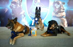 Homenaje a perros policiales de la Unidad K9 El Márques