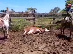 Detectan 2 casos de Gusano Barrenador en San Joaquín