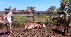 Detectan 2 casos de Gusano Barrenador en San Joaquín