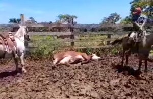 Detectan 2 casos de Gusano Barrenador en San Joaquín
