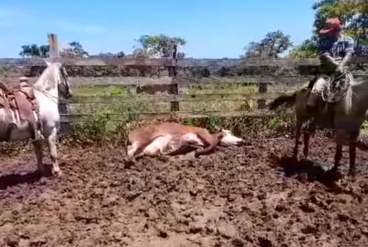 Detectan 2 casos de Gusano Barrenador en San Joaquín