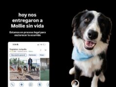 Hotel de perros señalado por muerte de Mollie