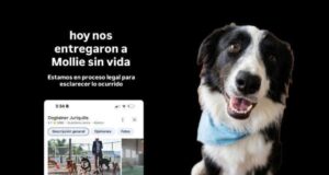 Hotel de perros señalado por muerte de Mollie