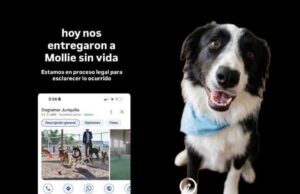 Hotel de perros señalado por muerte de Mollie