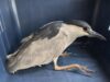 Rescatan, atienden y liberan una Garza en San Juan del Río