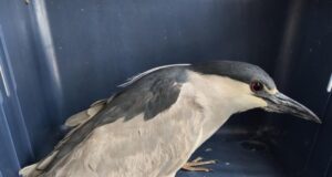 Rescatan, atienden y liberan una Garza en San Juan del Río