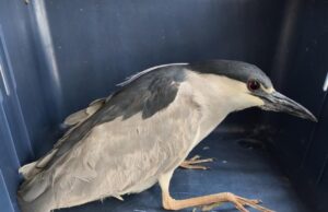 Rescatan, atienden y liberan una Garza en San Juan del Río