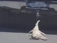 Autoridades de Querétaro llevan ante Fiscalía caso de perro arrastrado por vehículo