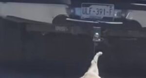 Autoridades de Querétaro llevan ante Fiscalía caso de perro arrastrado por vehículo