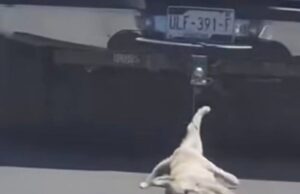 Autoridades de Querétaro llevan ante Fiscalía caso de perro arrastrado por vehículo