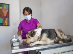 Segundo caso de Gusano barrenador en un perro en El Márques