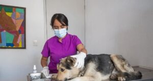 Segundo caso de Gusano barrenador en un perro en El Márques