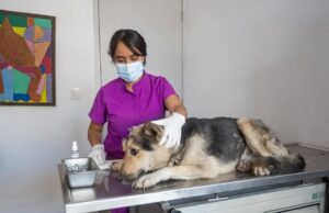 Segundo caso de Gusano barrenador en un perro en El Márques