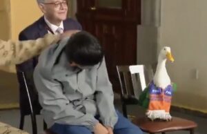 Registran al Pato Merlín ante el IMPI como marga registrada