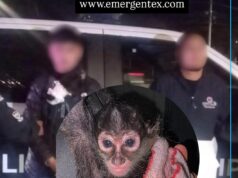 Detenidos por tener un mono araña en Juriquilla