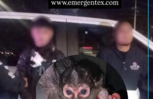 Detenidos por tener un mono araña en Juriquilla