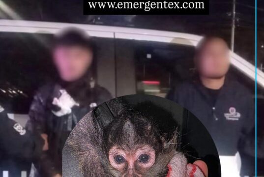 Detenidos por tener un mono araña en Juriquilla