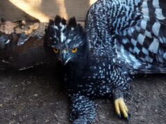Aguila Tirana es vista en la Sierra Gorda