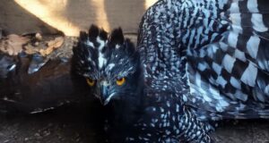 Aguila Tirana es vista en la Sierra Gorda