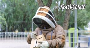 Equipo especializado recupera enjambre de abejas en el Parque para perros Epigmenio González