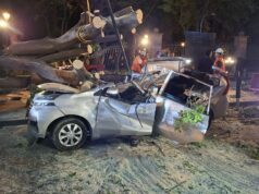 Cae Árbol gigante y provoca la muerte de un hombre en la Alameda de Querétaro