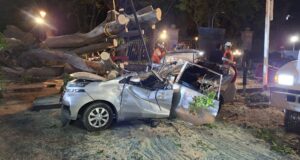 Cae Árbol gigante y provoca la muerte de un hombre en la Alameda de Querétaro