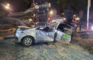 Cae Árbol gigante y provoca la muerte de un hombre en la Alameda de Querétaro